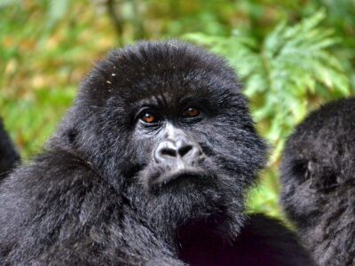 Affordable Gorilla Trekking Packages