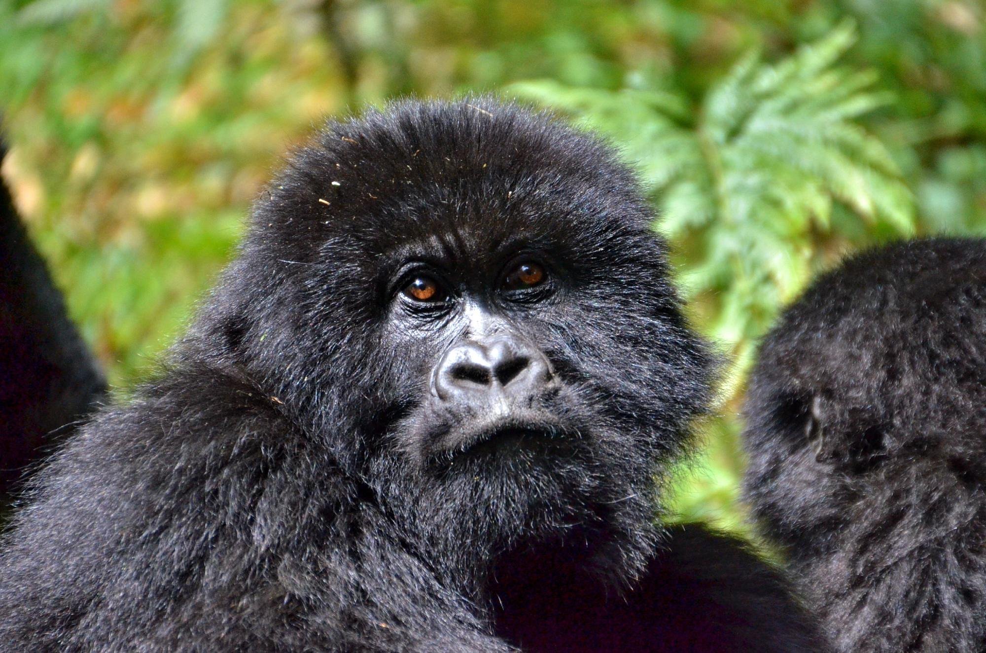 Gorilla Trekking Age Limit, Fitness & Health Requirements