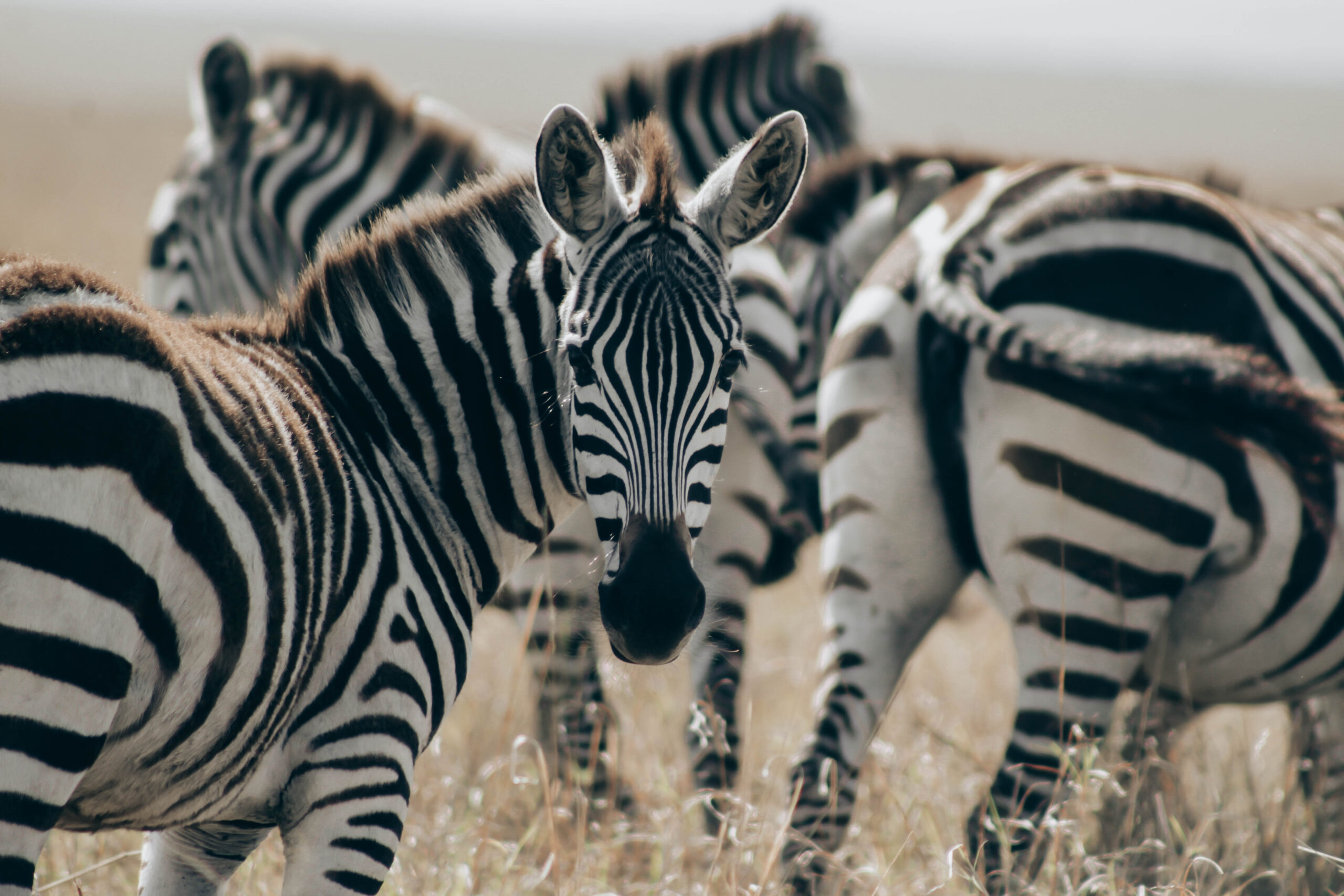 Lake Mburo National Park | Gorilla Safaris Uganda