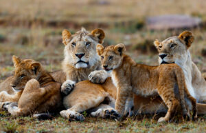 Queen Elizabeth National Park Uganda | Gorilla Safaris Ugand