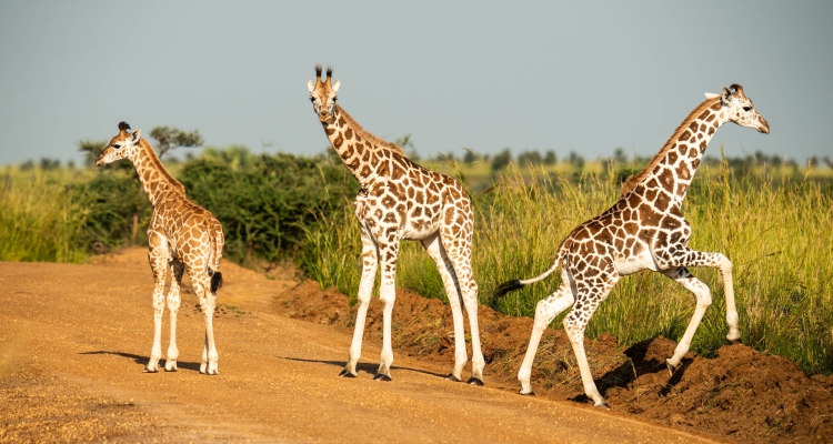 10 Day Uganda Safari Itinerary