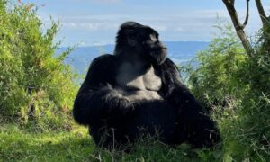 Gorilla Trekking Permits in Uganda: Prices, How to Book & Rules