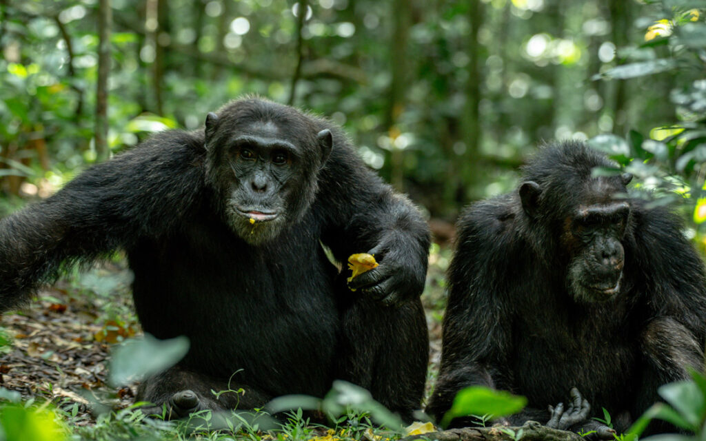 Chimpanzee Tracking in Kibale Forest National Park
