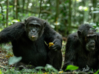 Chimpanzee Tracking in Kibale Forest National Park Chimpanzee Tracking in Kibale Forest National Park