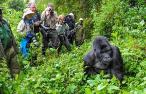 Best Uganda Safari Packages With Gorilla Trekking and Chimpanzee Tracking