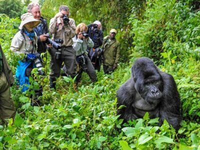 Best Uganda Safari Packages With Gorilla Trekking and Chimpanzee Tracking Best Uganda Safari Packages With Gorilla Trekking and Chimpanzee Tracking