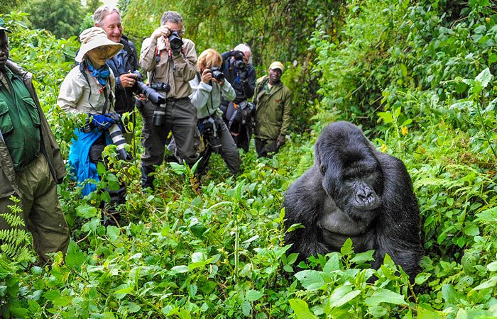 Best Uganda Safari Packages With Gorilla Trekking and Chimpanzee Tracking