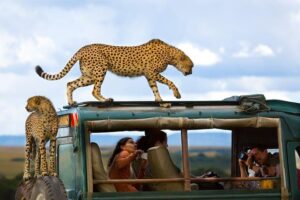 Masai Mara Safari and Gorilla Trekking