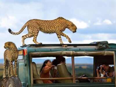 Masai Mara Safari and Gorilla Trekking