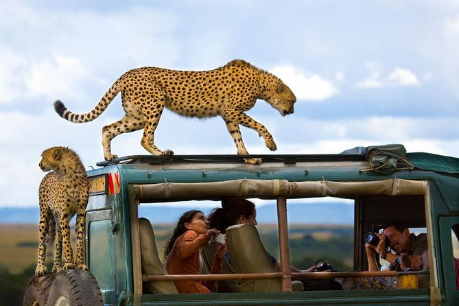Masai Mara Safari and Gorilla Trekking